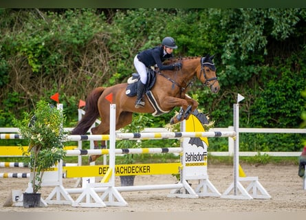 Oldenburger Springpferd, Klacz, 13 lat, 168 cm, Ciemnokasztanowata