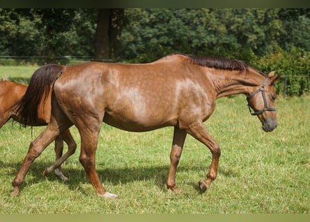 Oldenburger Springpferd, Klacz, 14 lat, 171 cm, Ciemnokasztanowata