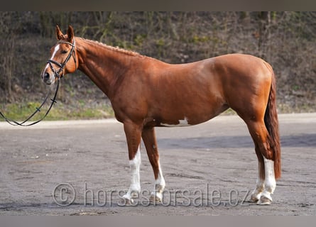 Oldenburger Springpferd, Klacz, 15 lat, 171 cm, Kasztanowata