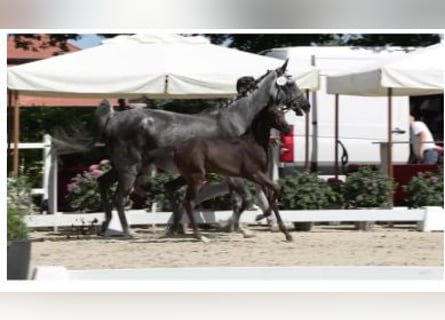 Oldenburger Springpferd, Klacz, 1 Rok, Ciemnogniada