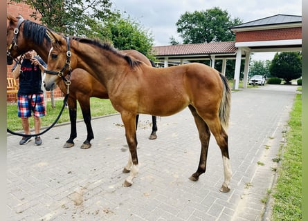 Oldenburger Springpferd, Klacz, 1 Rok, Gniada
