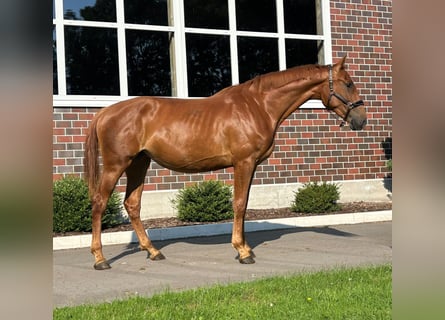 Oldenburger Springpferd, Klacz, 3 lat, 170 cm, Kasztanowata