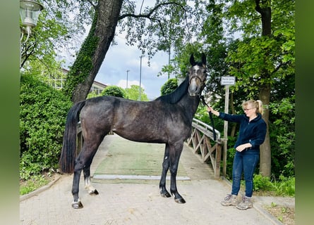 Oldenburger Springpferd, Klacz, 3 lat, Siwa