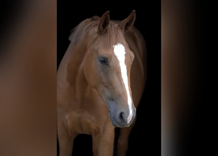 Oldenburger Springpferd, Klacz, 4 lat, 162 cm, Kasztanowata