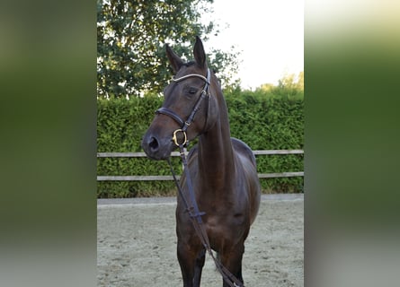 Oldenburger Springpferd, Klacz, 4 lat, 163 cm, Ciemnogniada
