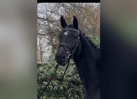 Oldenburger Springpferd, Klacz, 4 lat, 163 cm, Kara