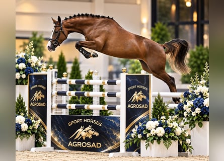Oldenburger Springpferd, Klacz, 4 lat, 167 cm, Kasztanowata