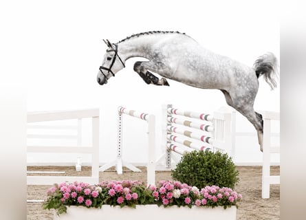Oldenburger Springpferd, Klacz, 4 lat, 167 cm, Siwa