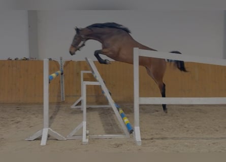 Oldenburger Springpferd, Klacz, 4 lat, 168 cm, Gniada