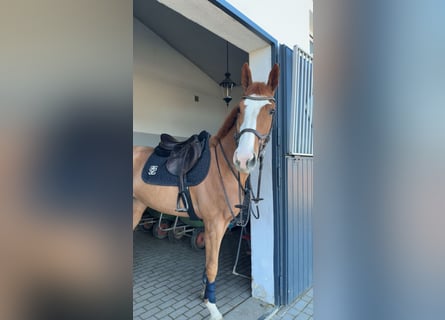 Oldenburger Springpferd, Klacz, 4 lat, 168 cm, Kasztanowata