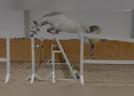Oldenburger Springpferd, Klacz, 4 lat, 168 cm, Siwa