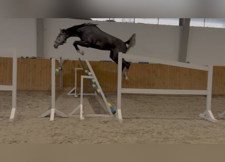 Oldenburger Springpferd, Klacz, 4 lat, 172 cm, Siwa