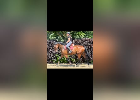 Oldenburger Springpferd, Klacz, 4 lat, 173 cm, Gniada