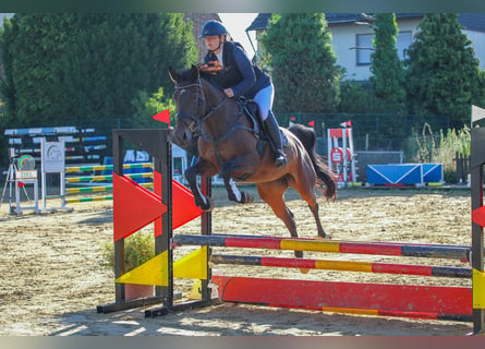 Oldenburger Springpferd, Klacz, 5 lat, 160 cm, Ciemnogniada