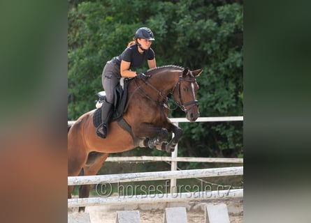 Oldenburger Springpferd, Klacz, 5 lat, 165 cm, Formy Brown Falb
