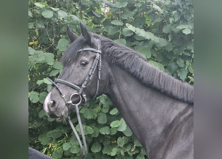 Oldenburger Springpferd, Klacz, 5 lat, 165 cm, Kara