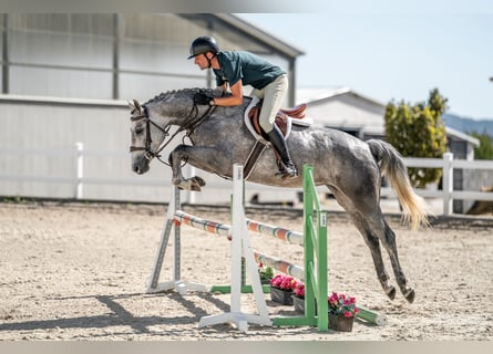 Oldenburger Springpferd, Klacz, 5 lat, 165 cm, Siwa