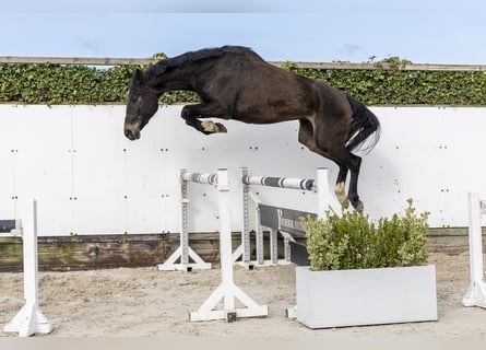 Oldenburger Springpferd, Klacz, 5 lat, 167 cm, Ciemnogniada