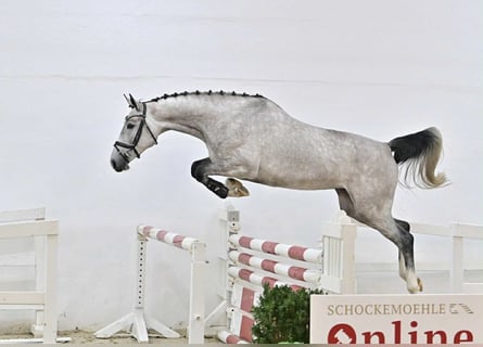 Oldenburger Springpferd, Klacz, 5 lat, 167 cm, Siwa