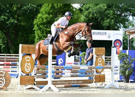 Oldenburger Springpferd, Klacz, 5 lat, 168 cm, Gniada