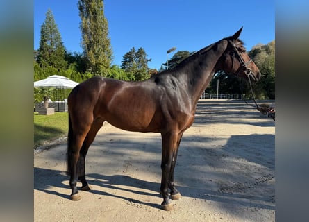 Oldenburger Springpferd, Klacz, 5 lat, 169 cm, Gniada