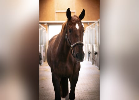 Oldenburger Springpferd, Klacz, 5 lat, 170 cm, Ciemnokasztanowata