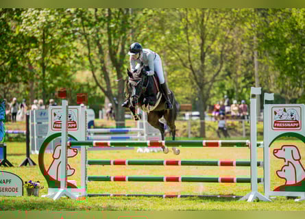Oldenburger Springpferd, Klacz, 6 lat, 163 cm, Skarogniada