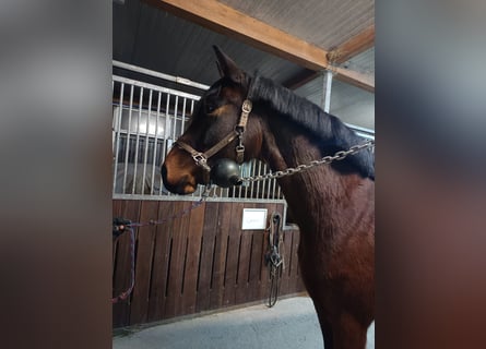 Oldenburger Springpferd, Klacz, 6 lat, 167 cm, Gniada