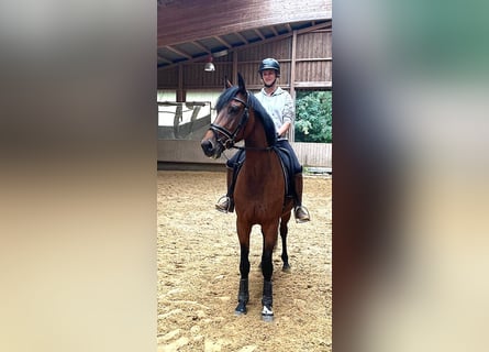 Oldenburger Springpferd, Klacz, 6 lat, 167 cm, Gniada