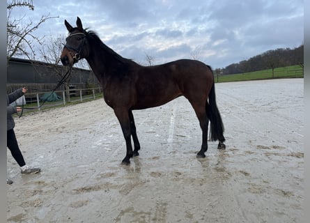 Oldenburger Springpferd, Klacz, 6 lat, 168 cm, Gniada