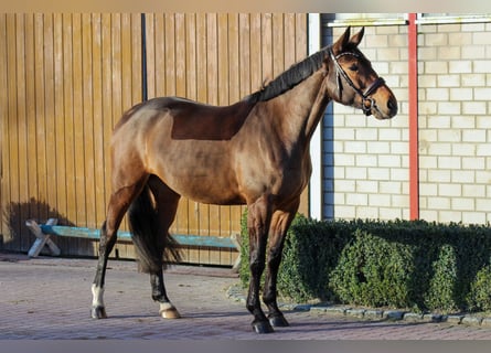 Oldenburger Springpferd, Klacz, 6 lat, 168 cm, Gniada