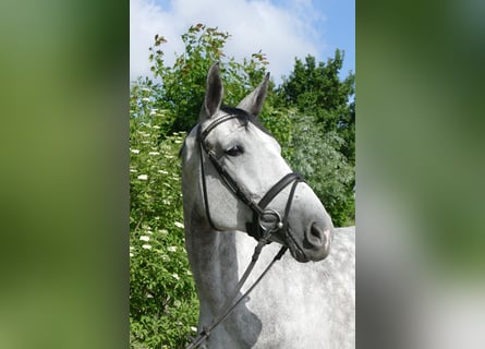 Oldenburger Springpferd, Klacz, 6 lat, 168 cm, Siwa