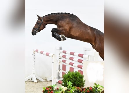 Oldenburger Springpferd, Klacz, 6 lat, 169 cm, Gniada