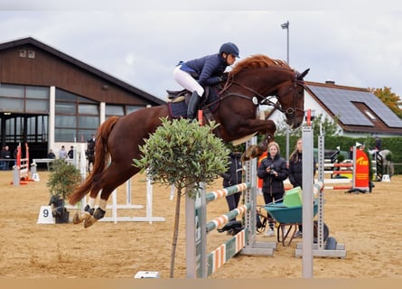 Oldenburger Springpferd, Klacz, 6 lat, 170 cm, Ciemnokasztanowata