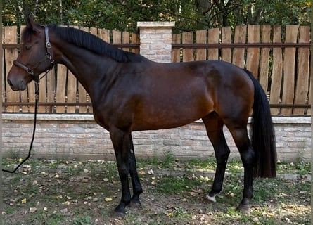 Oldenburger Springpferd, Klacz, 6 lat, 172 cm, Gniada