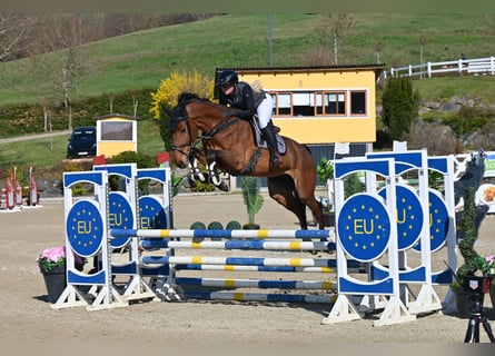 Oldenburger Springpferd, Klacz, 6 lat, Gniada
