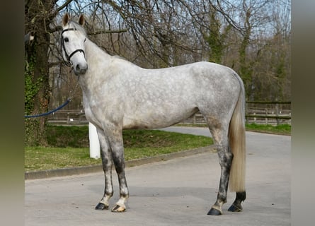 Oldenburger Springpferd, Klacz, 6 lat, Siwa