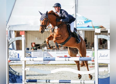 Oldenburger Springpferd, Klacz, 7 lat, 166 cm, Kasztanowata