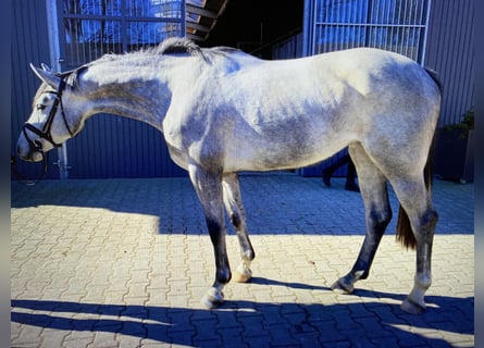 Oldenburger Springpferd, Klacz, 7 lat, 167 cm, Siwa