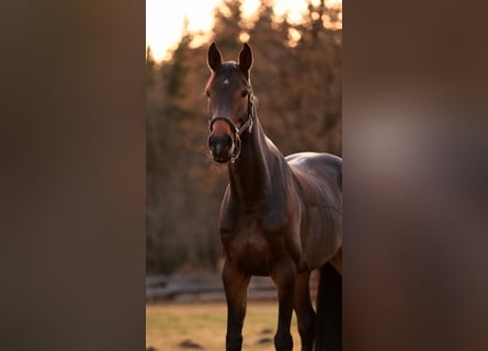 Oldenburger Springpferd, Klacz, 7 lat, 169 cm, Gniada