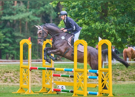 Oldenburger Springpferd, Klacz, 7 lat, 173 cm, Ciemnogniada