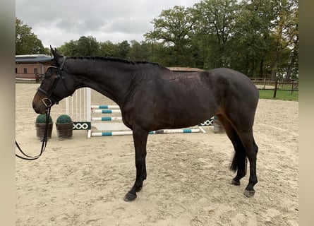 Oldenburger Springpferd, Klacz, 7 lat, 174 cm, Ciemnogniada