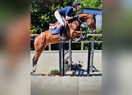 Oldenburger Springpferd, Klacz, 8 lat, 164 cm, Gniada