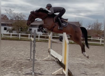 Oldenburger Springpferd, Klacz, 9 lat, 166 cm, Gniada