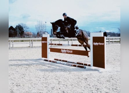 Oldenburger Springpferd, Klacz, 9 lat, 168 cm, Ciemnogniada