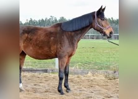 Oldenburger Springpferd, Klacz, 9 lat, 168 cm, Gniada