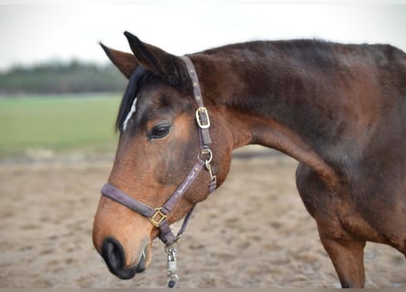 Oldenburger Springpferd, Klacz, 9 lat, 168 cm, Gniada
