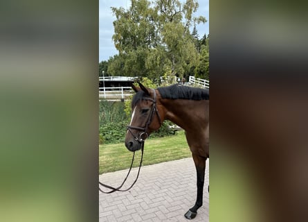 Oldenburger Springpferd, Klacz, 9 lat, 169 cm, Gniada