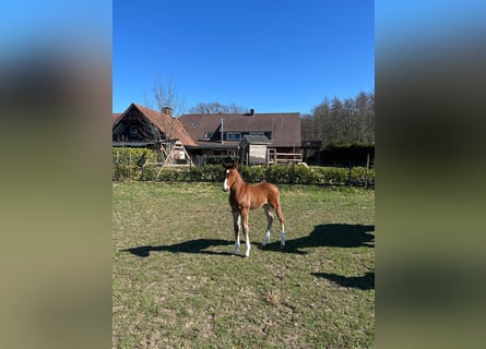 Oldenburger Springpferd, Ogier, 1 Rok, 170 cm, Gniada