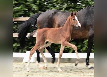 Oldenburger Springpferd, Ogier, 1 Rok, 172 cm, Gniada